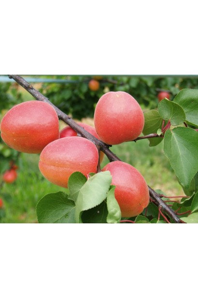 Prunus armeniaca Magic Cot